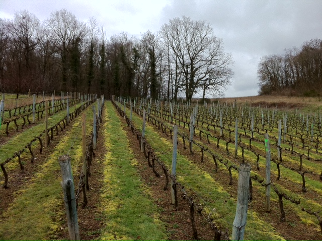 la vigne est prête pour la  nouvelle saison